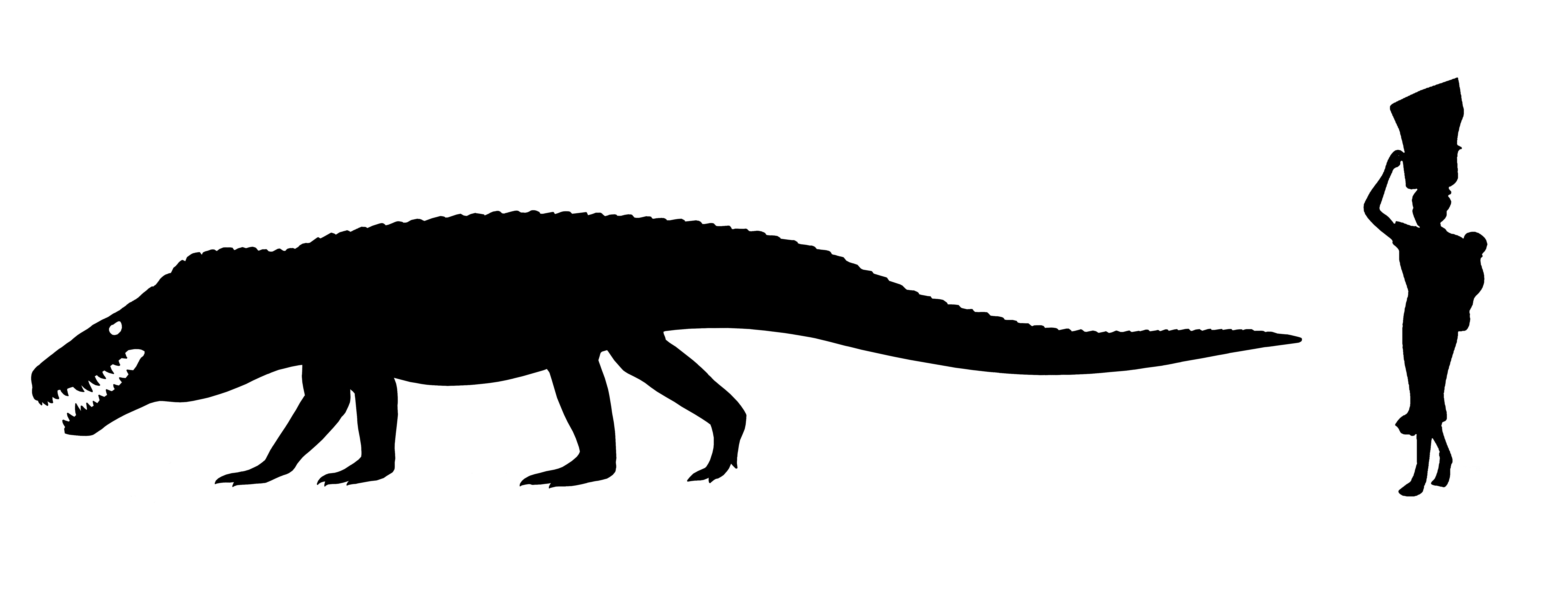 Giant crocodile by human