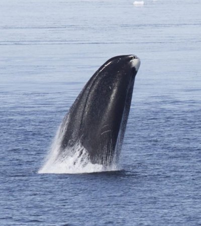 Look to large bodies to understand long life spans