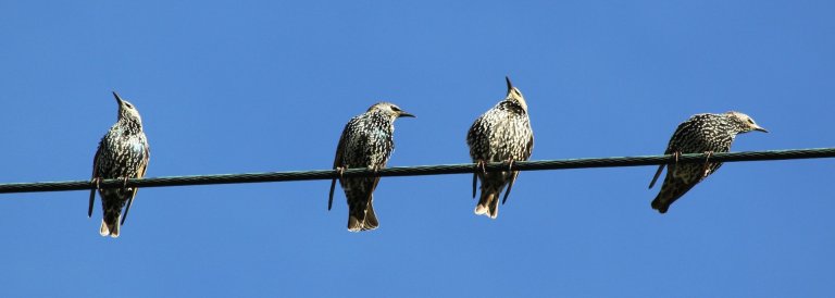 Canaries in the coal emissions: why climate change makes birds change their tune