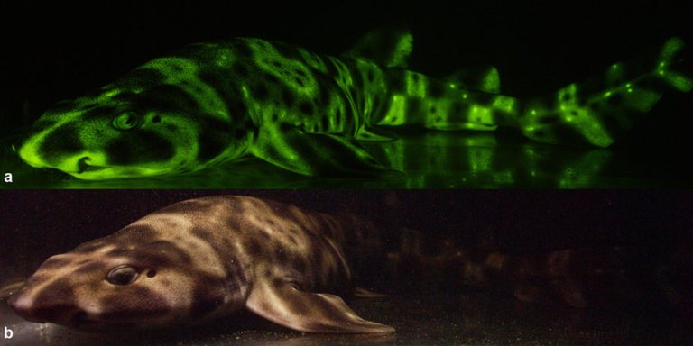 Sharks Glow, But Only For Each Other