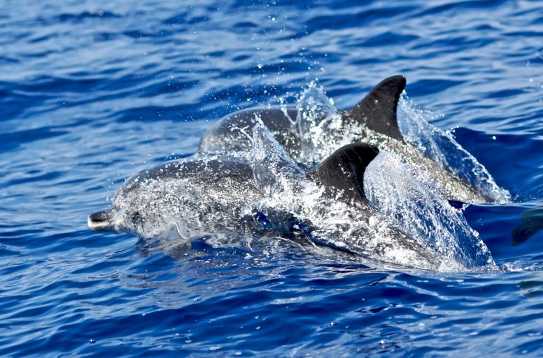 When NASA Paid Researchers To Learn To Talk To Dolphins