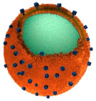 tiny sponge