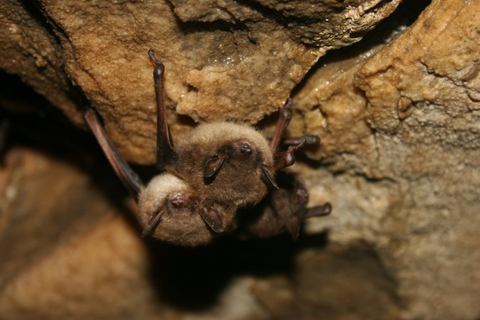 Bat