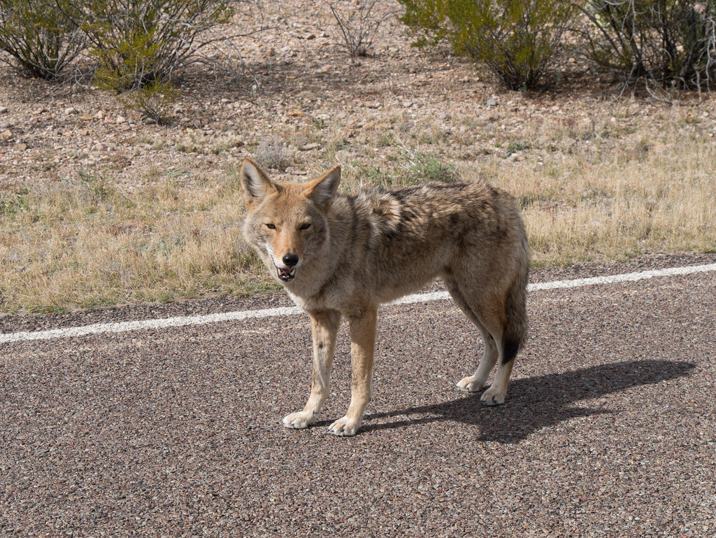 a coyote on the road