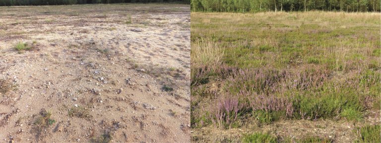 Soil Microbe Transplants Could Help Restore Damaged Ecosystems