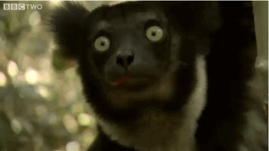 httpswww.popsci.comsitespopsci.comfilesimport2013importPopSciArticlesmysteryanimalmar28.gif