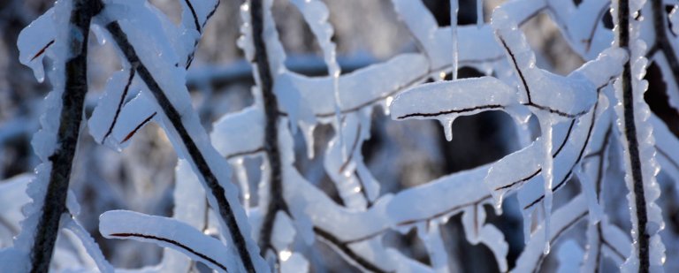 Icicles on branches.