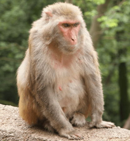 To Compare Human and Monkey Brains, Humans and Monkeys Watch a Clint Eastwood Film