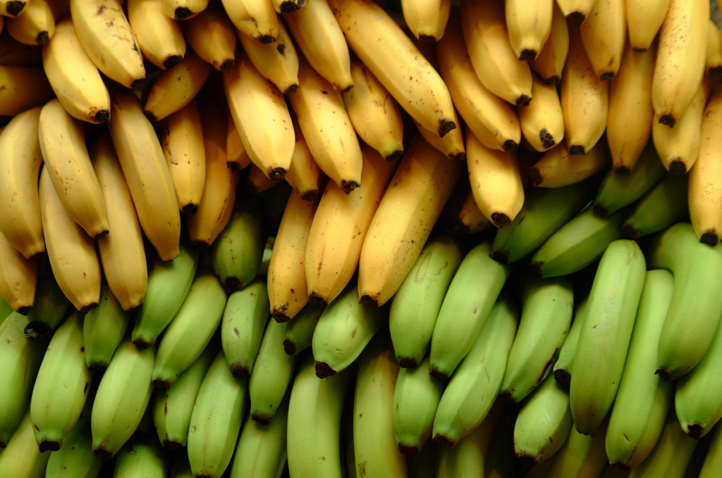 httpswww.popsci.comsitespopsci.comfilesimport2014bananas-flickr-ian-ransley-design-dog-ccby20.jpg
