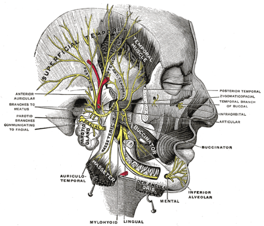 facial nerve