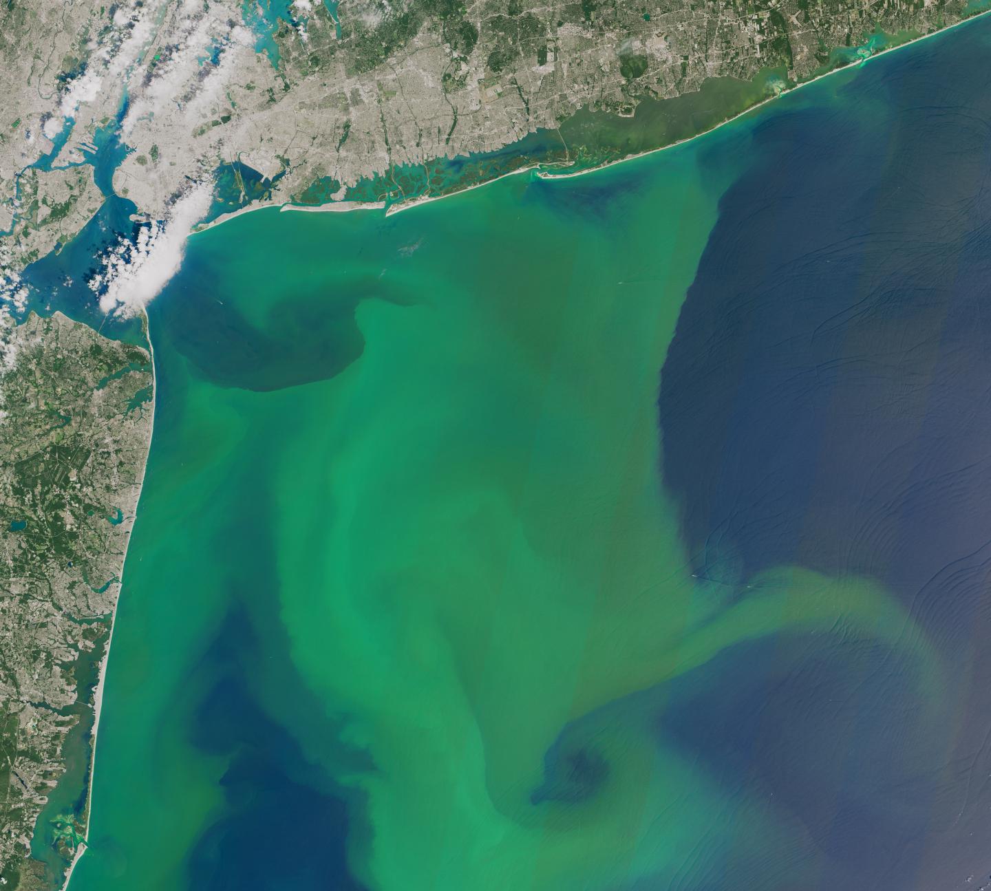 phytoplankton bloom