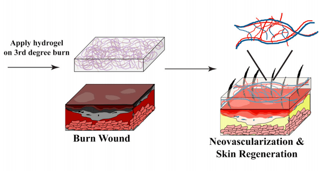 Wound-Treating Jelly Regenerates Fresh, Scar-Free Skin