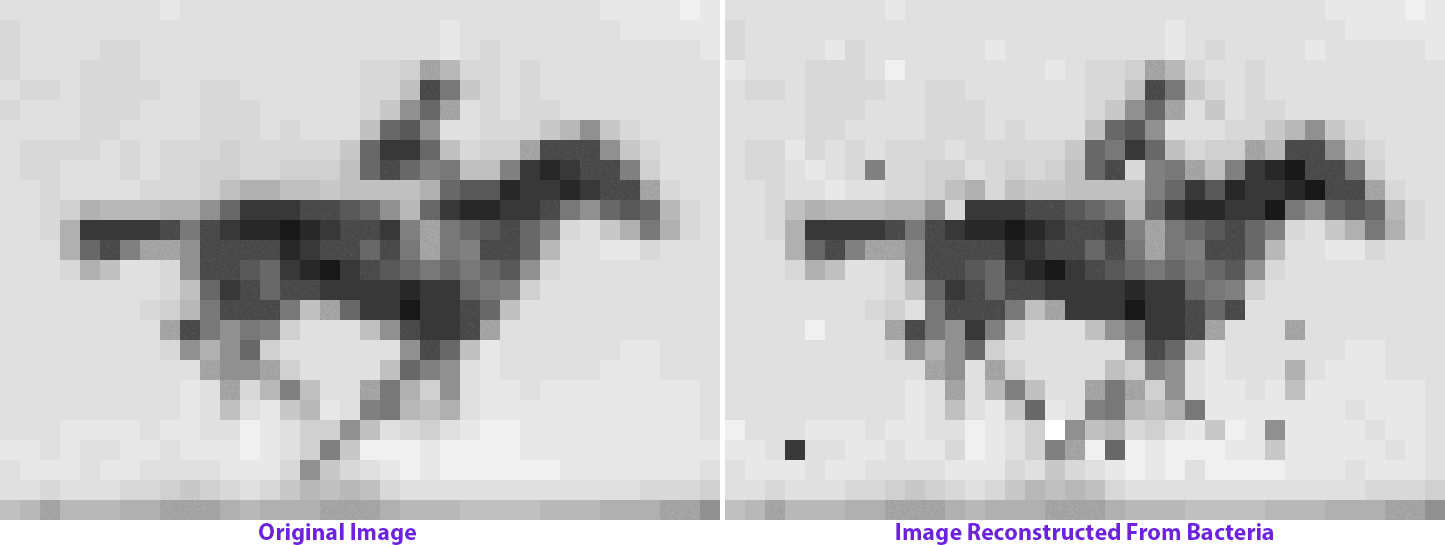 movies encoded in bacteria's DNA