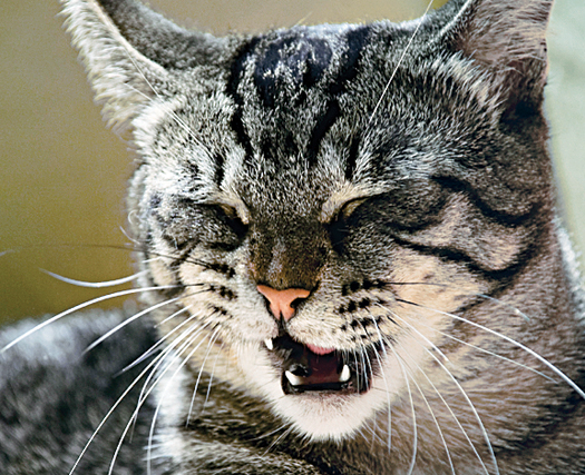 FYI: Could My Cat Be Allergic To Me?