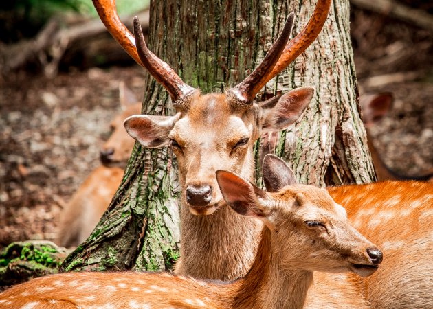 Researchers Rank Mammals For Suitability As Pets