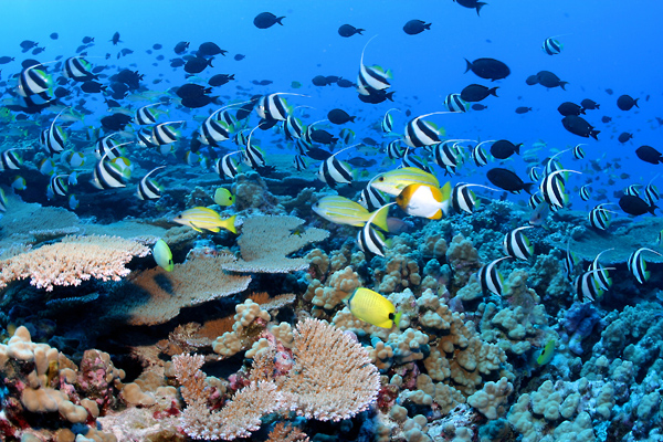 Are Fish As Intelligent As Crows, Chimps… Or People?