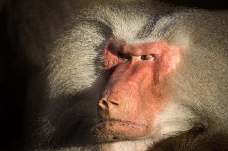 baboon