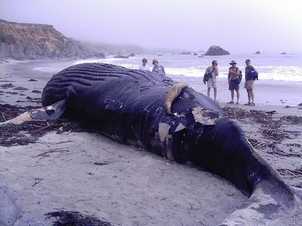 How To Euthanize A Whale
