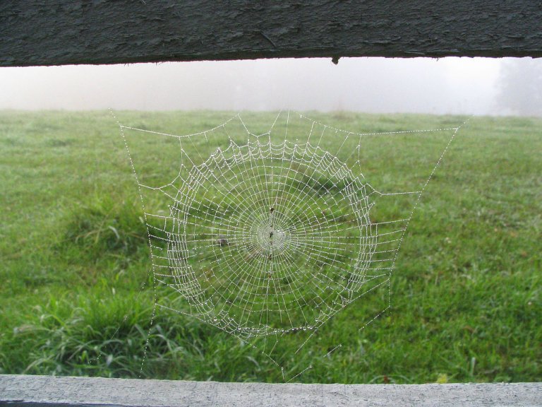 How Spiders Spin Their Silk, and Why It Can Help Humans