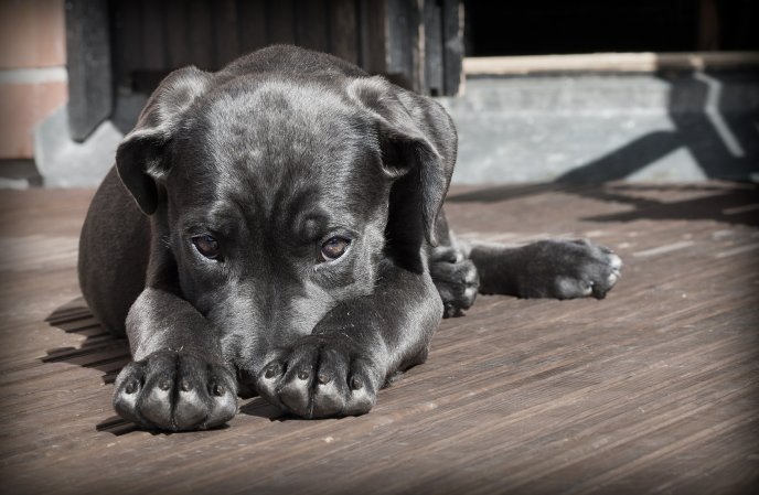 What to do with your pet if you need to evacuate