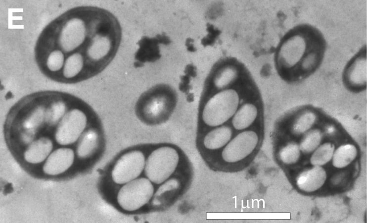 New Studies Say No, Life Can’t Live on Arsenic Alone