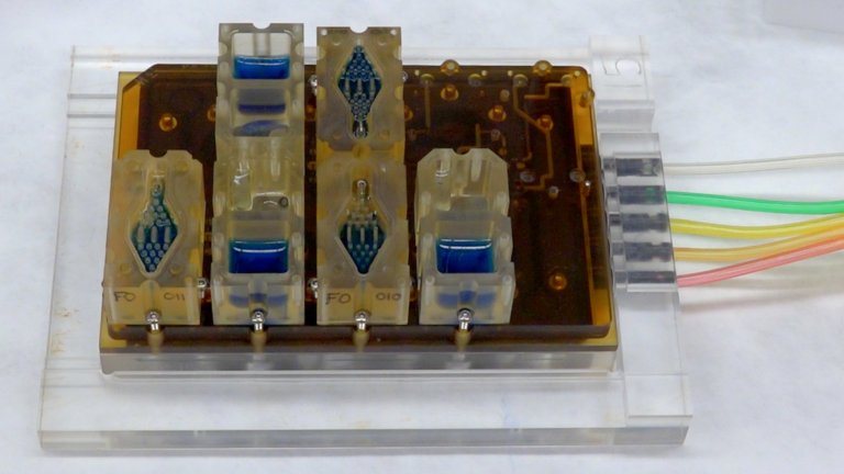 The entire female menstrual cycle can now be replicated in a Petri dish