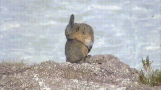 httpswww.popsci.comsitespopsci.comfilesimport2013importPopSciArticlesmystanimal525.gif