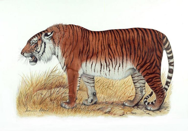 Scientists want to give the world a second chance at Caspian tigers