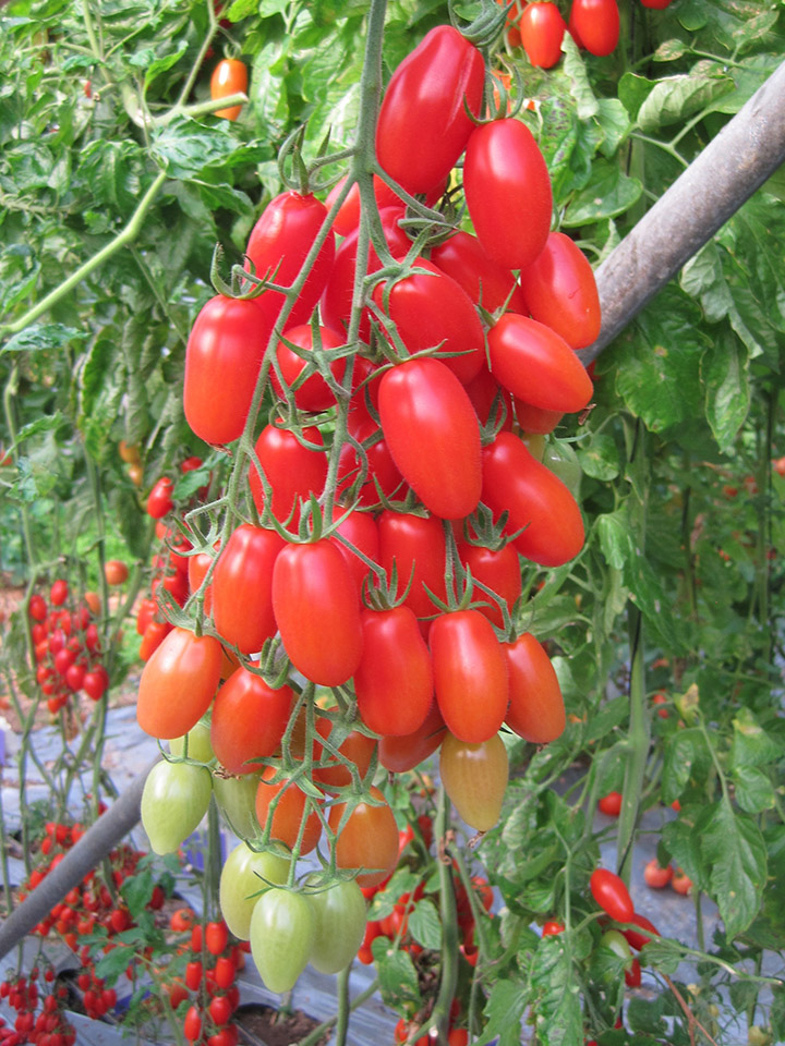 tomatoes