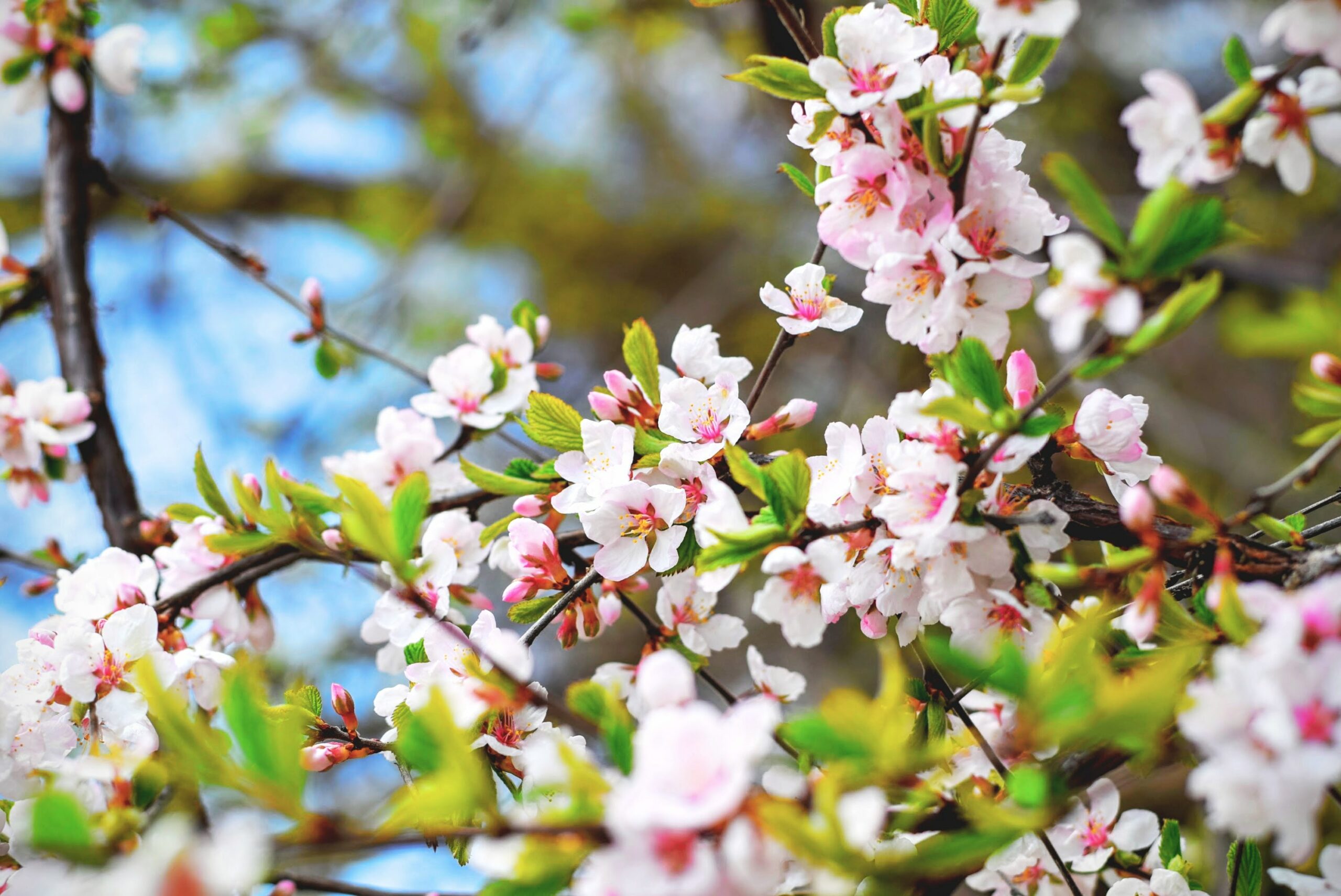 Cherry blossoms