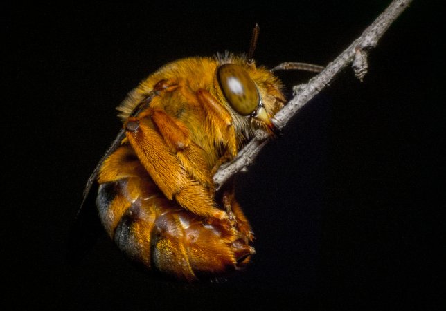 Do Insects Sleep?