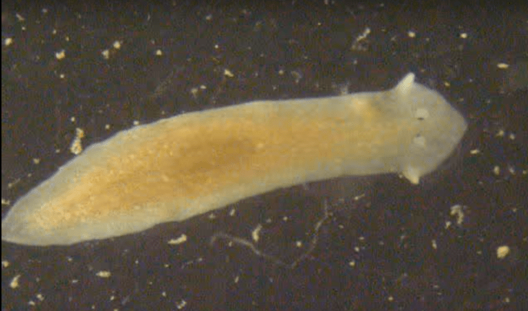 Scientists Have Made Worms With Heads Resembling Other Species
