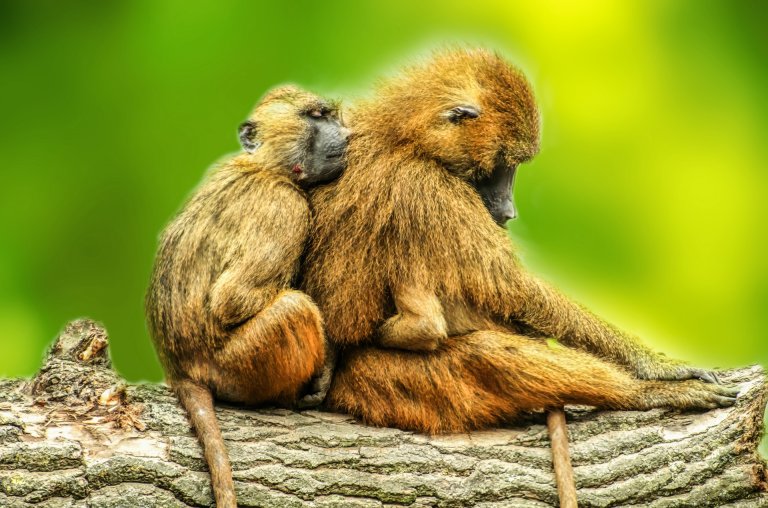 These freaky baboon shrieks could push back the evolution of speech