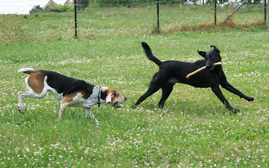 The First Dogs May Have Been Domesticated In Central Asia