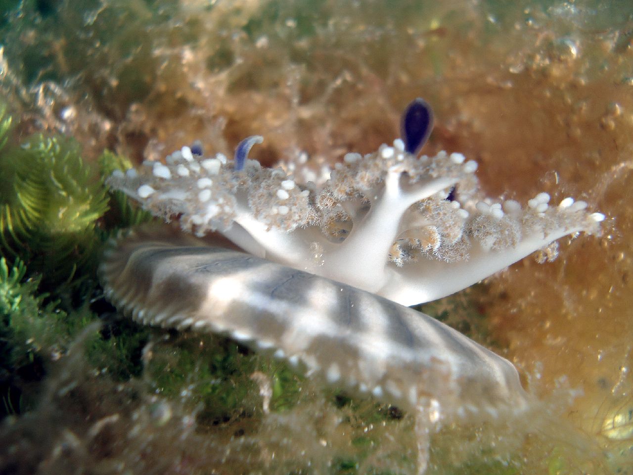 Upside-Down Jellyfish