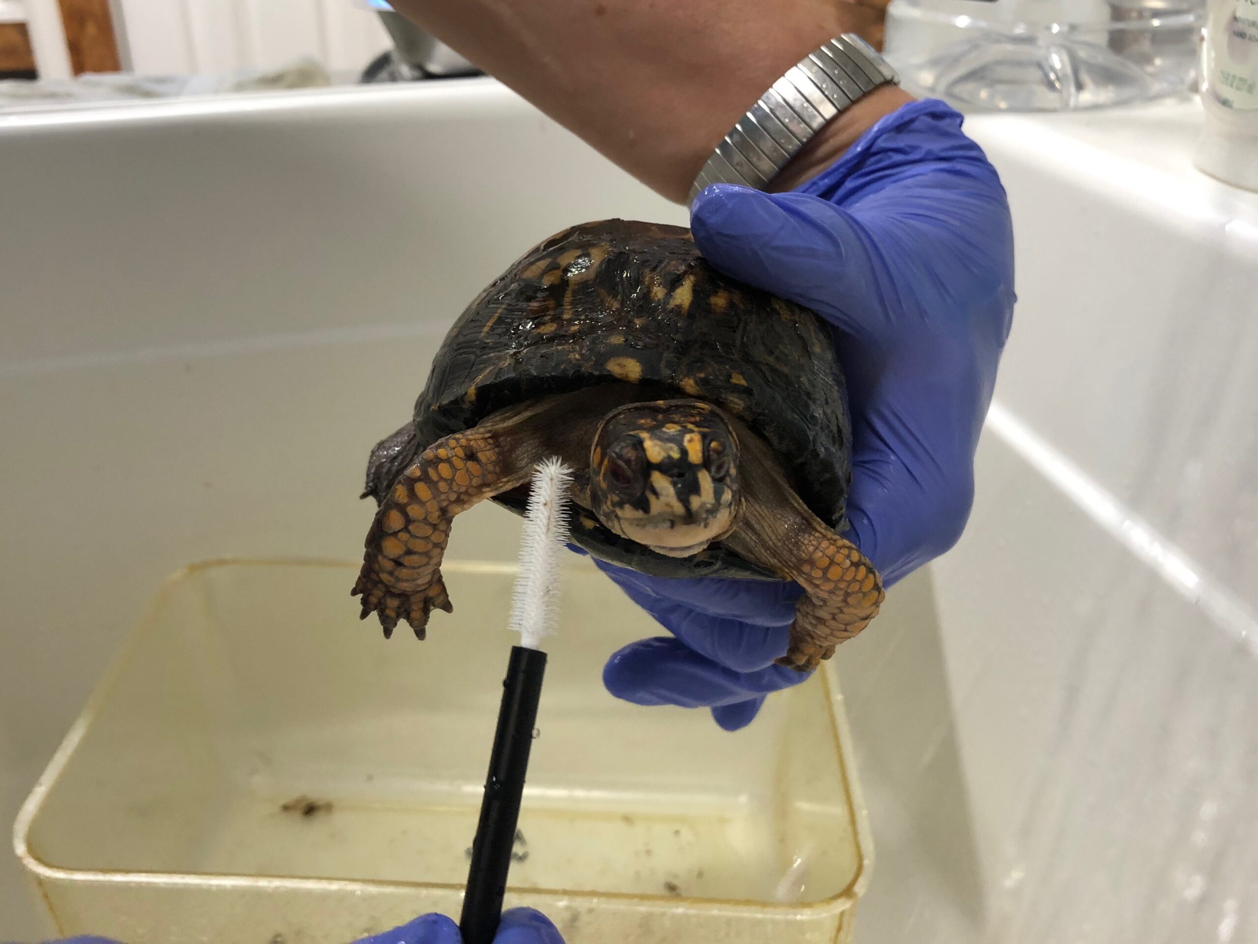 turtle patient