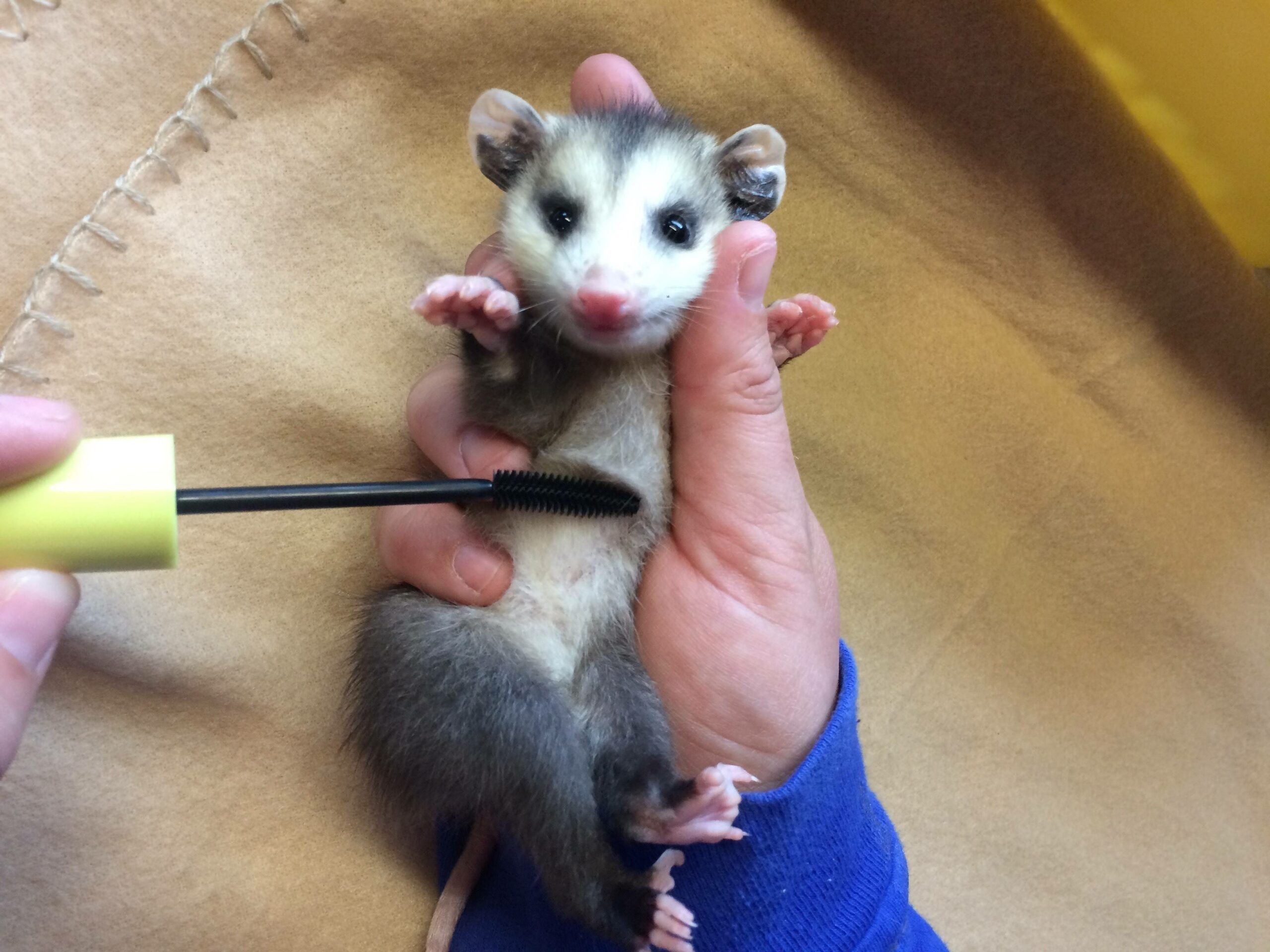 opossum