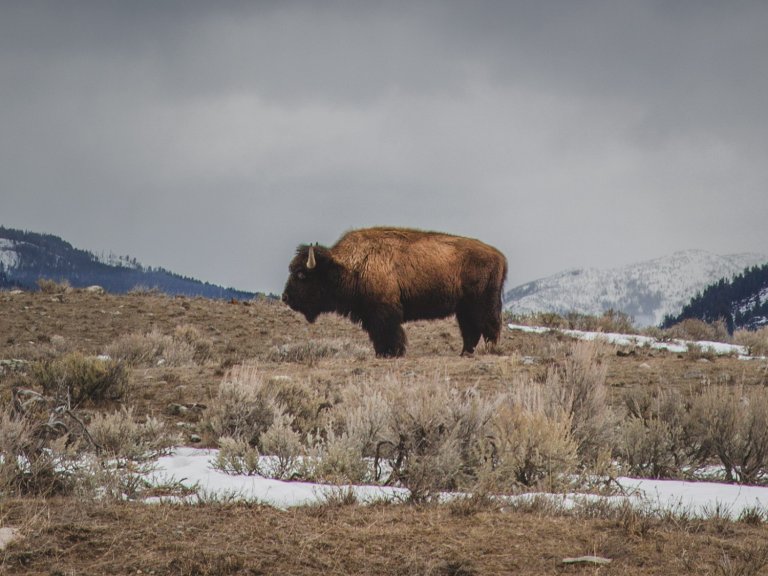 buffalo