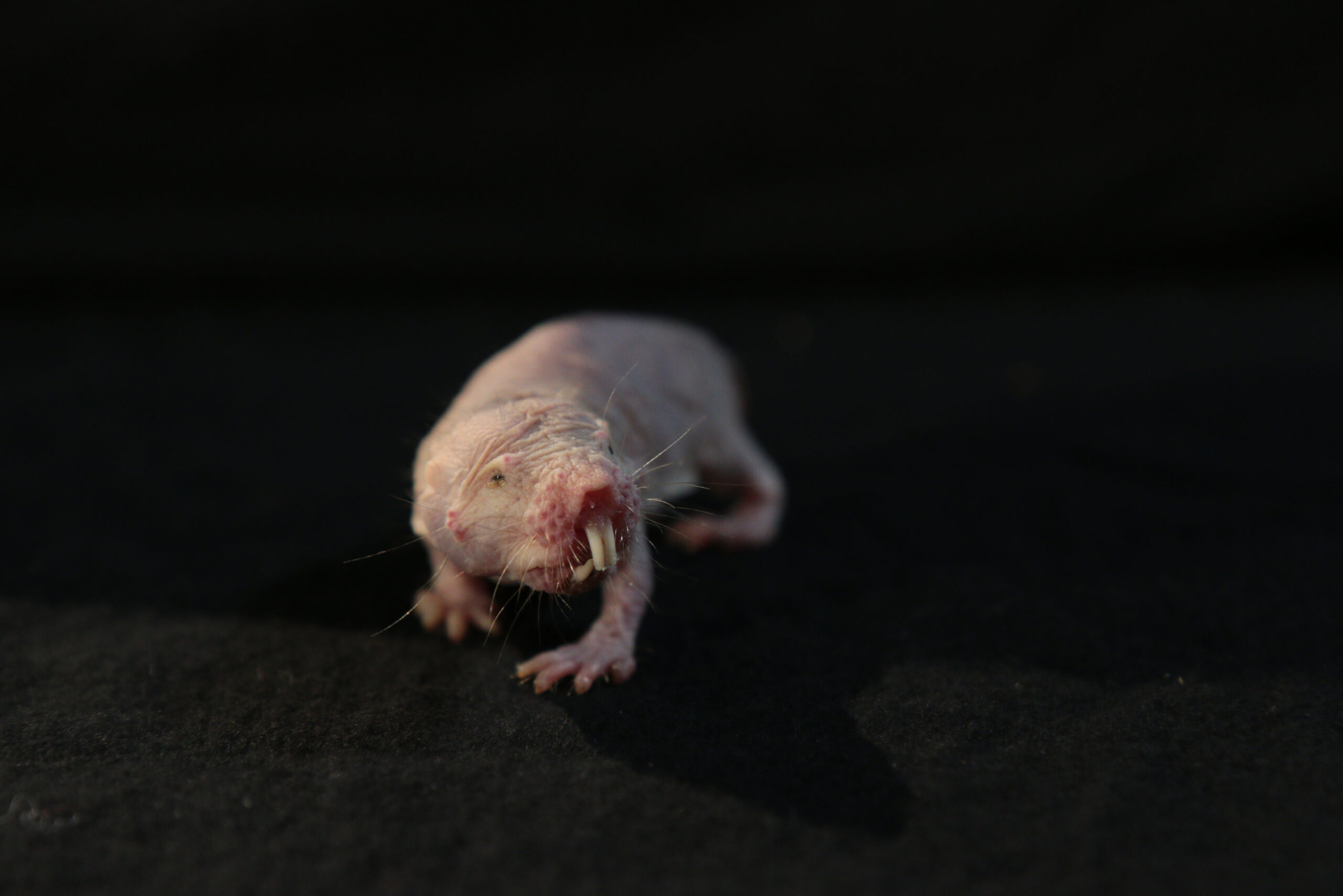 naked mole rat