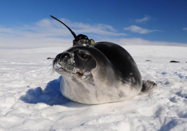 Antarctica’s mysterious ice holes are finally making sense