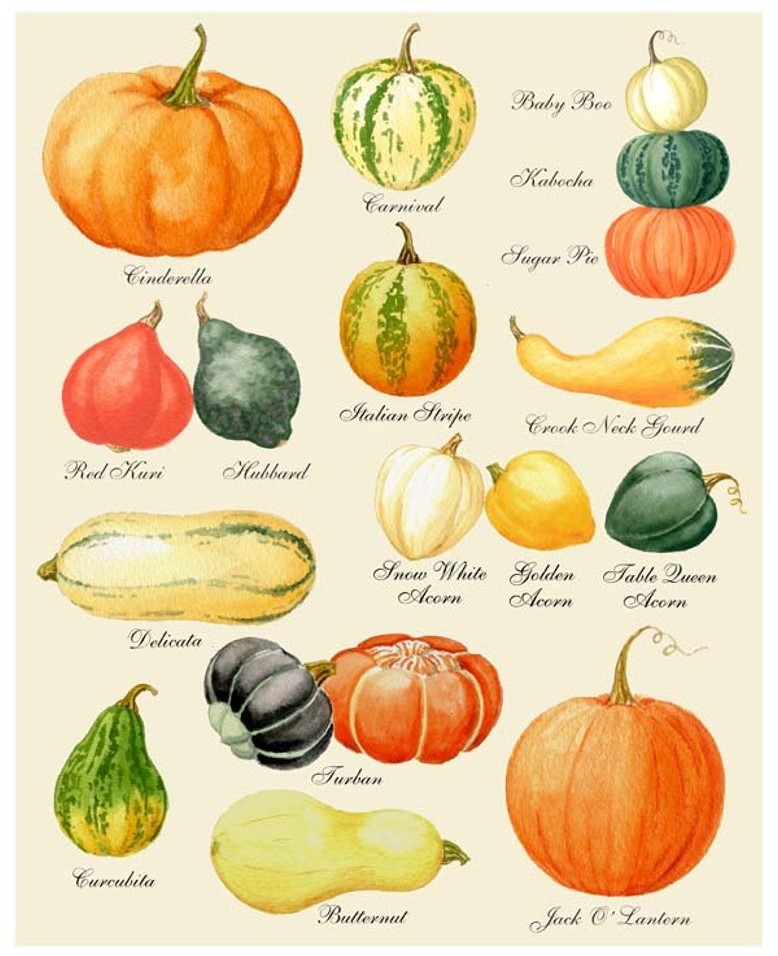 Curious Print Pattern pumpkin and squash drawing