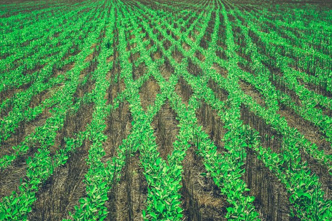 Brazilian farmers owe Monsanto $7.7 billion, court rules