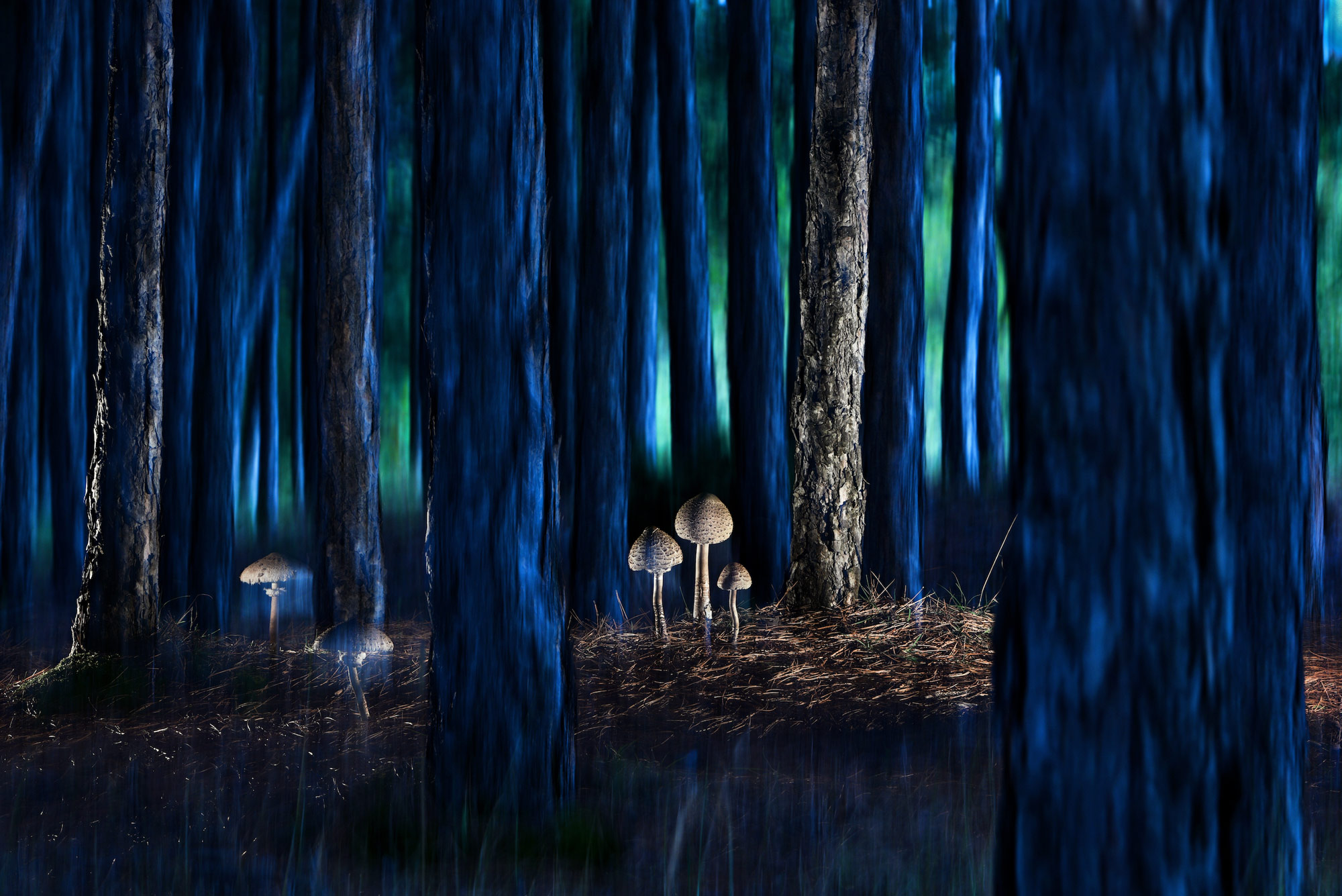 Mushrooms