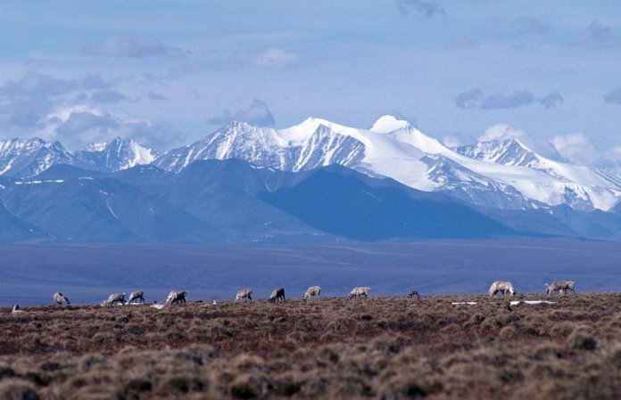 The Brooks Range sets the backdrop for vital caribou feeding grounds in the Arctic National Wildlife Refuge in Alaska.