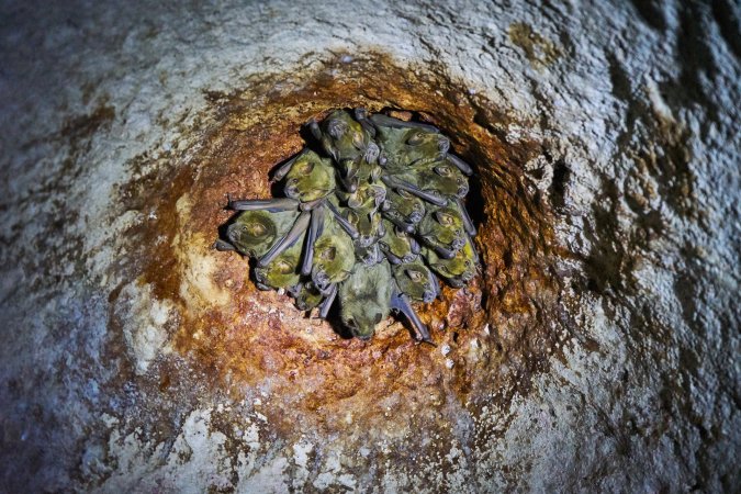 A cluster of bats on the ceiling of a cave