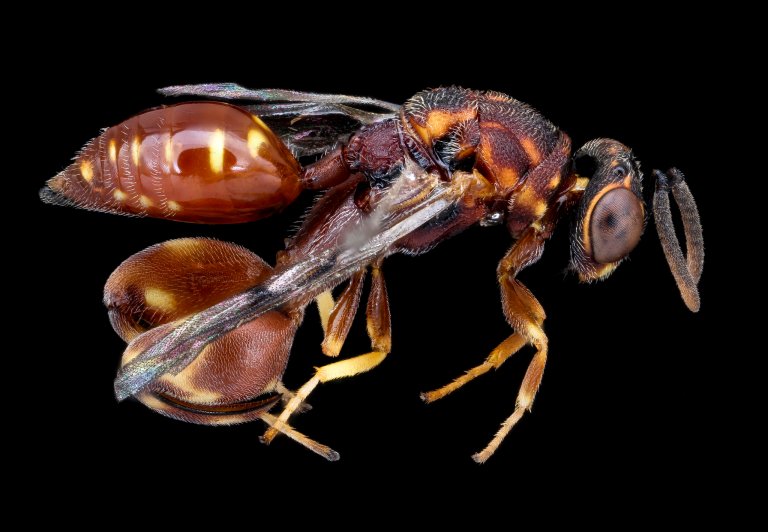 A red wasp specimen on black background