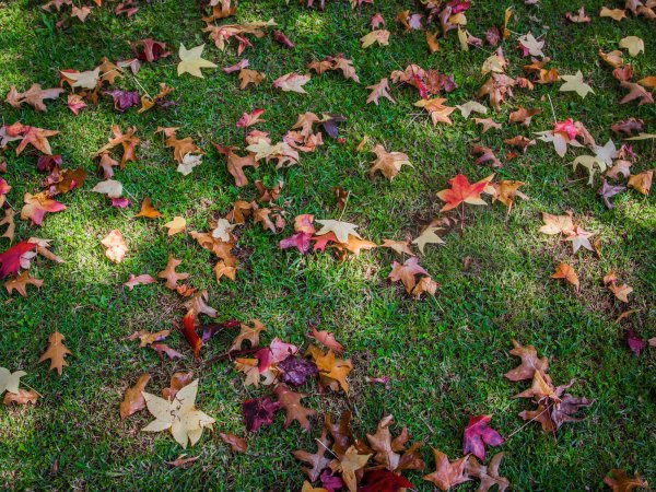 fall leaves on ground