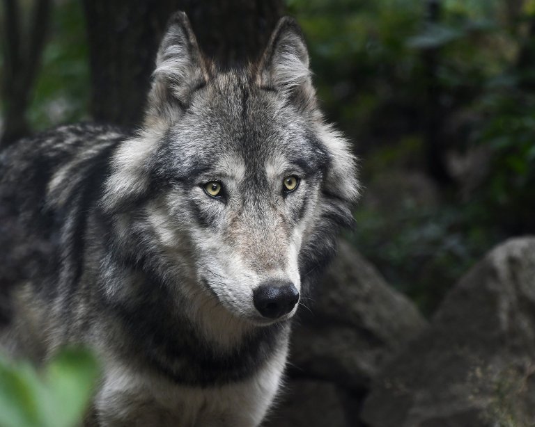 Close up detail of a grey wolf.