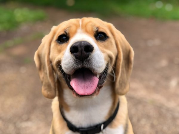 best cbd dog treats