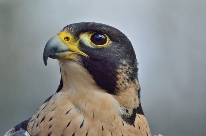 A peregrine falcon.